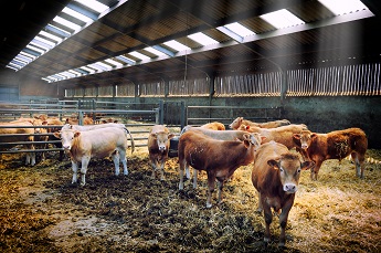 Cattle In Shed