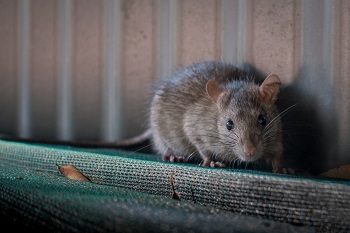 Rat infestation